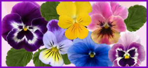 Pansy